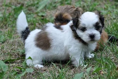 Hand delivery service of our shih tzu puppies is available throughout the usa and across the globe! Shih Tzu Female Puppies for adoption to good homes - for ...