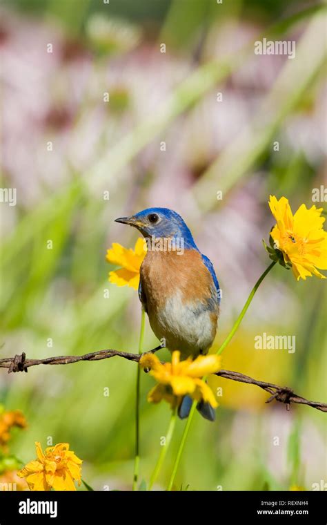 Bluebird On Perch Hi Res Stock Photography And Images Alamy