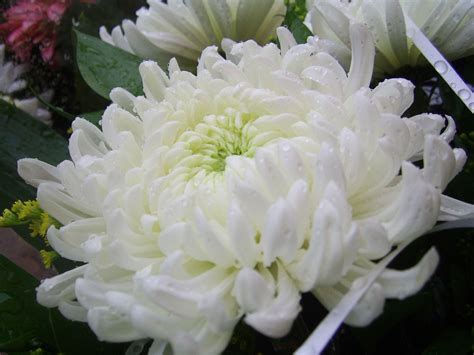 White Chrysanthemum Flower Plant Beautiful Insanity