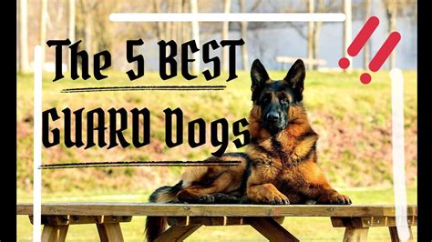 The 5 Best Guard Dog Breeds The Best Youtube