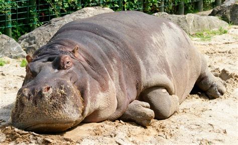 Historia Y Evolución Del Hipopótamo