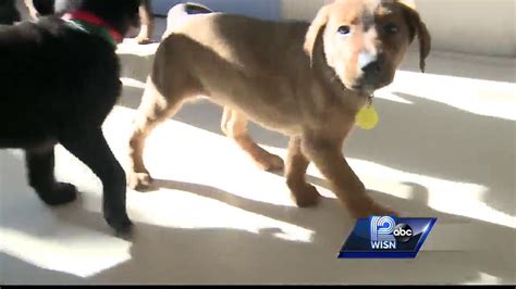New Puppies Available For Adoption At The Wisconsin Humane Society