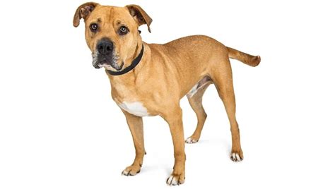 Bullboxer Pit Mixed Dog Breed Pictures Characteristics And Facts