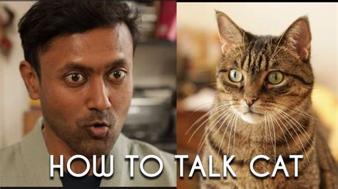 How To Talk To Your Cat Learn Cat 101 Tutoroo Ad Youtube Cats
