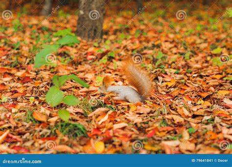 Small Curious Squirrel On A Fall Autumn Leaves Stock Image Image Of