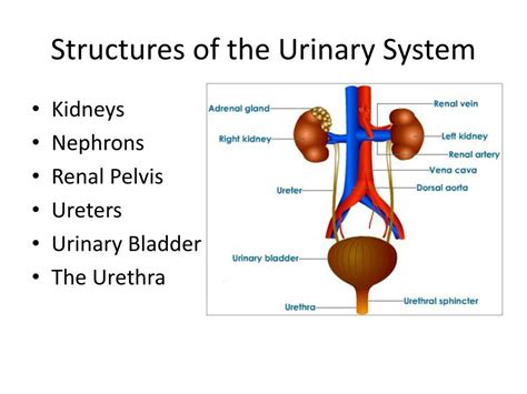 Ppt Chapter 9 The Urinary System Powerpoint Presentation Free