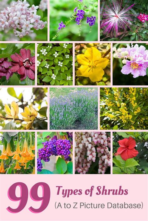 99 Types Of Shrubs Examples With Names A To Z Photo Database Types Of Shrubs Shrubs For