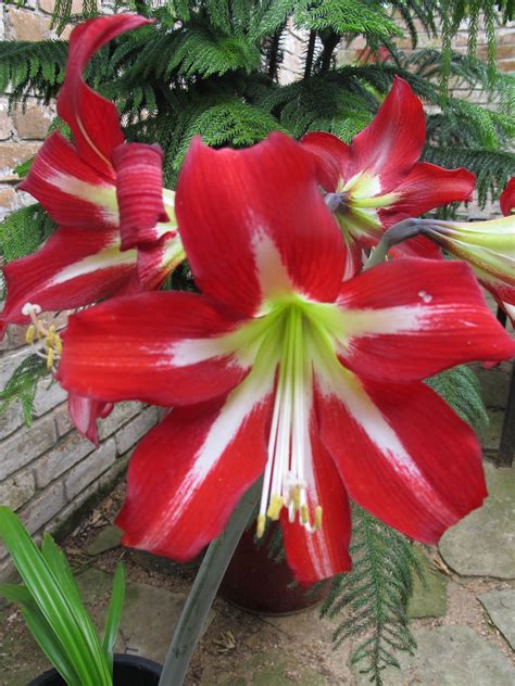 Browse pictures and read growth cultivation information about hippeastrum hybrid hardy amaryllis st. Oh. My. Stars.