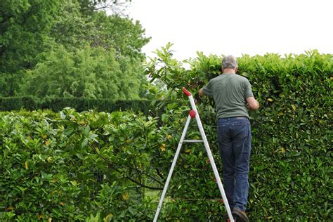 How To Properly Trim A Hedge Better Lawns And Garden