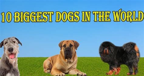 Biggest Dogs 10 Biggest Dogs Breed In The World 2017