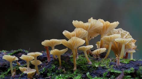 Xeromphalina Sp Fungi Plants Great Photos