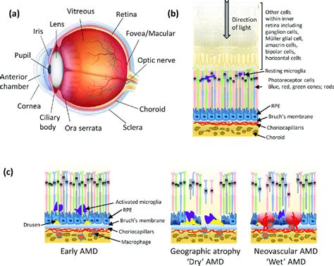 Structure Of The Eye And Pathogenic Mechanisms In Amd A The Retina