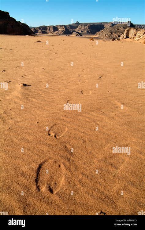 Camel Tracks In The Jebel Acacus Sahara Desert Libya Stock Photo Alamy
