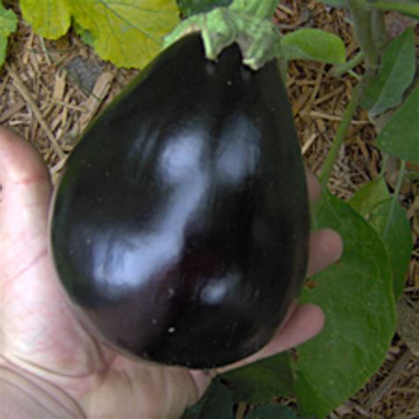 Aubergine Black Beauty Solanum Melongena Køkkenhaven Albinus Frø