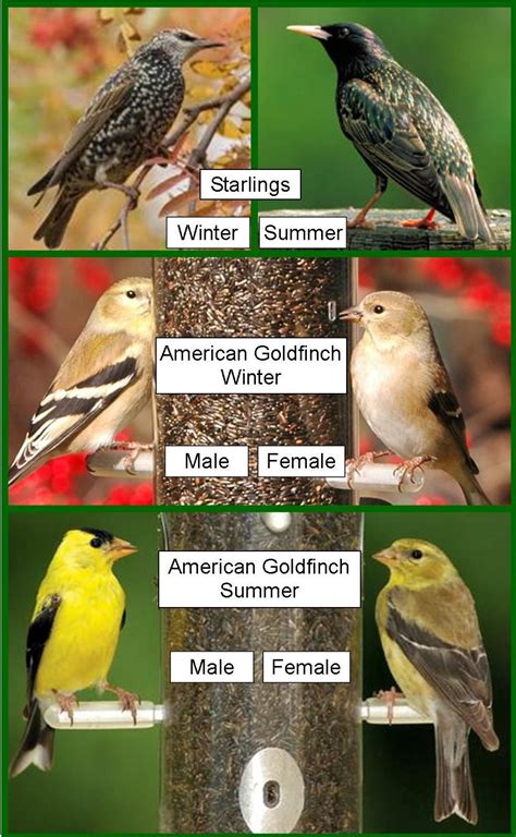 Backyard Birds Feeders, Bird Feeders, Great Backyard Bird Count