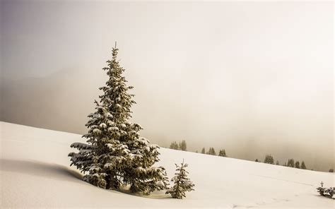 Pine Tree Surrounded By Snowfield Macbook Air Wallpaper Download