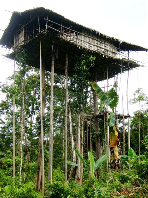 Keunikan rumah adat papua wamai. Ketika Masyarakat Adat Boven Digoel Belajar Hutan Adat di ...