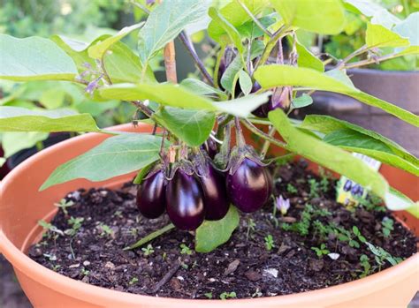 7 Fastest Growing Vegetables - Flour On My Face