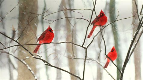 Cardinals In Snow Wallpaper Wallpapersafari