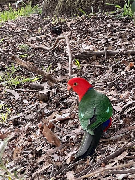 Australian King Parrots Here In Sydney Rpicsofunusualbirds