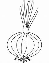 Onion Coloring Colouring Drawing Printable Onions Sketch Template Categories sketch template