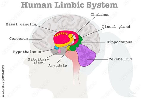 Human Limbic System Components Diagram Paleo Mammalian Cortex Female