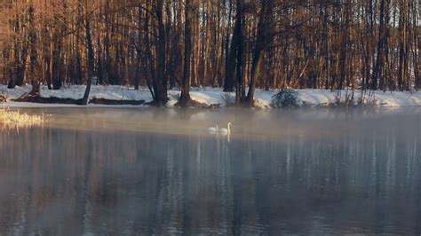 River In Winter Forest Birds Swimming On Water Mist Over Winter River