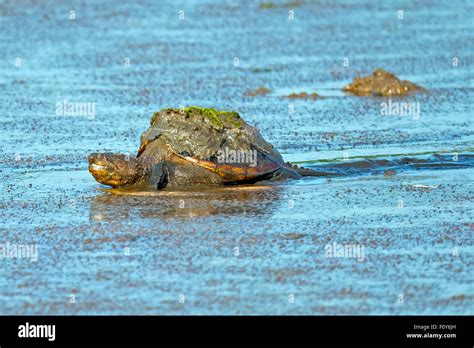 Common Snapping Turtle Moving Through Muddy Marsh Stock Photo Alamy