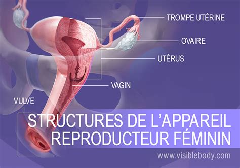 Schéma Appareil Reproducteur Féminin
