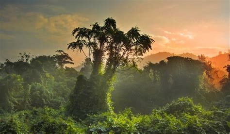 Jungle Sunset By The Katalyst Forest Scenery Nature Photography