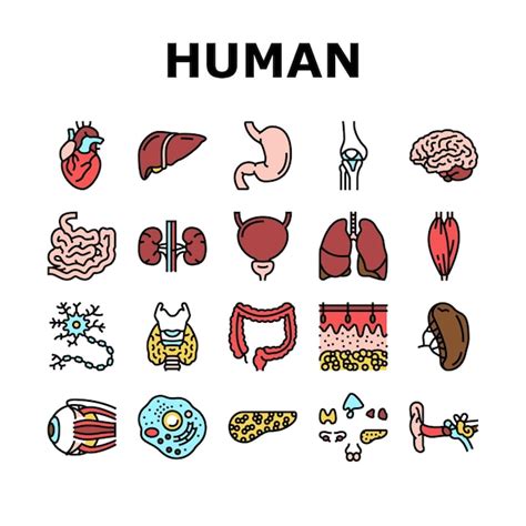Premium Vector Human Internal Organ Anatomy Icons Set Vector