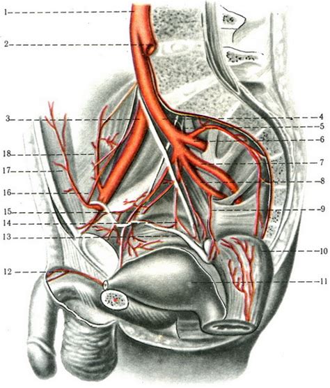 Iliaca interna) is an artery of the pelvis, that arises from bifurcation of common iliac artery. Artery pelvis and internal iliac artery | terminal ...