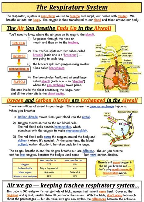 ️emt Anatomy Worksheets Free Download