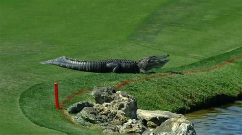 Alligator Returns To Give Pro Golfer Fright World News Sky News