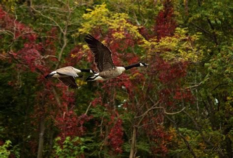 Canada Geese In Autumn Photograph By Angel Cher Pixels