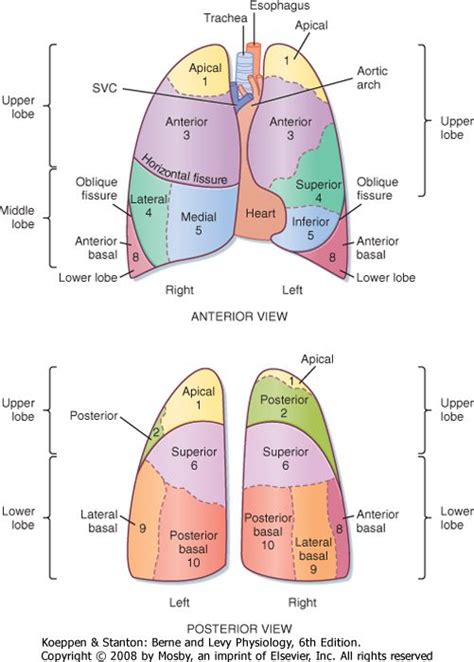 Lung Anatomy Medical Library Lung Anatomy Medical Anatomy