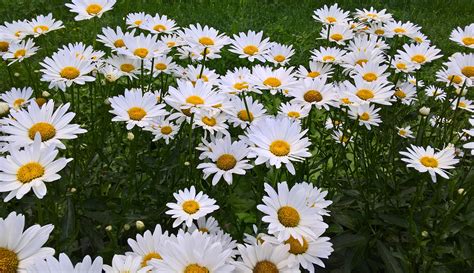 Chamomile Wallpapers Wallpaper Cave