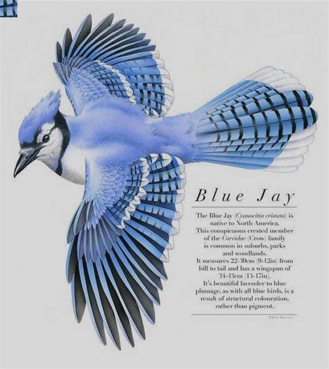 25 Best Ideas About Blue Jay Tattoo On Pinterest Flying Blue Jay