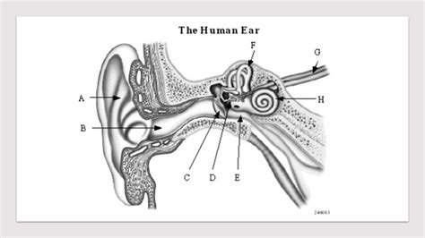 Ch 15 Ear Anatomy Quiz Diagram Quizlet