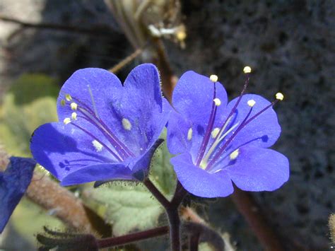 Desert Bluebell Care Tips For Growing Desert Bluebell Flowers
