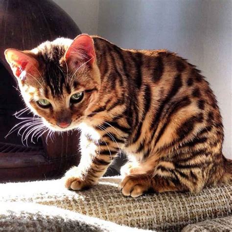 Тойгер кошка тигрового окраса фото цена котят описание породы отзывы