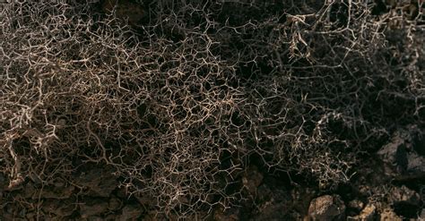 Rotten Branches Texture · Free Stock Photo