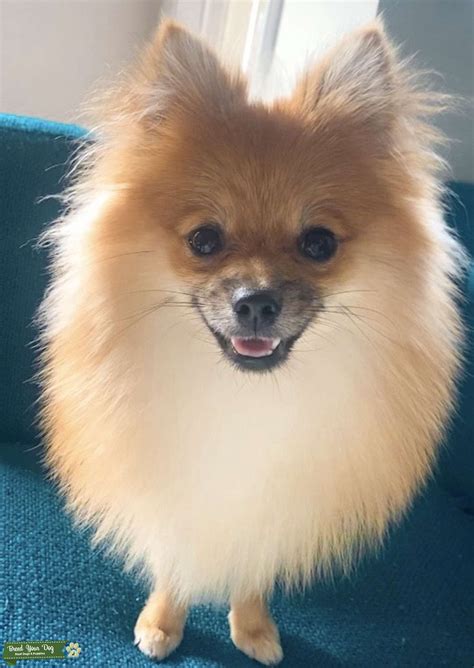 Curly is the sweetest and cutest puppy you'll meet! Stud Dog - Orange and cream colored pomeranian stud new ...