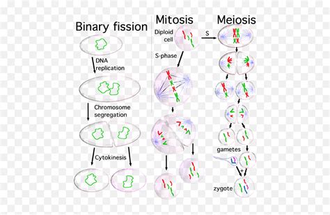 Filethree Cell Growth Typespng Wikimedia Commons Phases Of Mitosis
