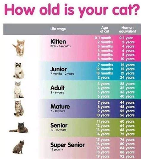 normal cat weight chart by age kg