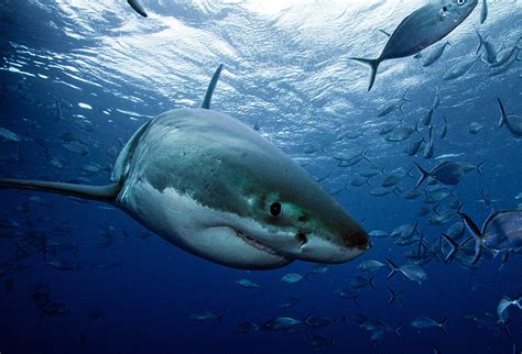Shark Week Photo Of The Day Great White Shark Spotted While Diving In