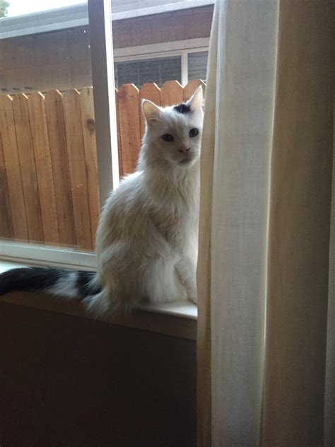 Find and adopt a pet on petfinder today. LOST CAT ROSEVILLE AREA : Sacramento