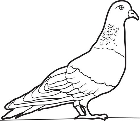 Pigeon clipart colouring, Pigeon colouring Transparent 