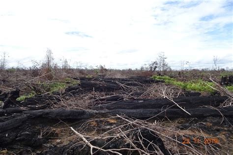 Kemen LHK Gugat Perusahaan Pembakar Lahan Di Kalimantan Satu Harapan