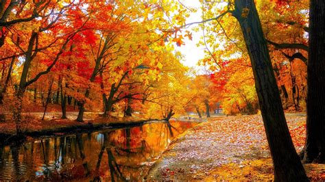 Autumn Yellow Trees Wallpapers Wallpaper Cave